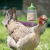 Chicken eating from a peck toy