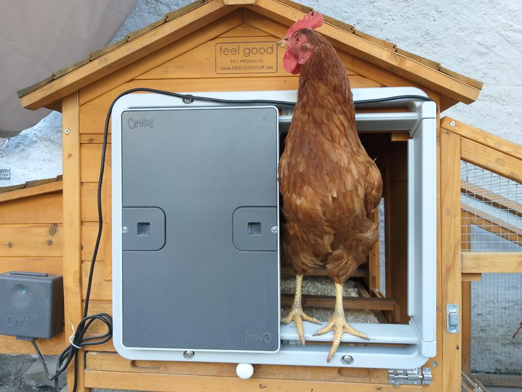 Automatic Chicken Coop Door Opener | Omlet