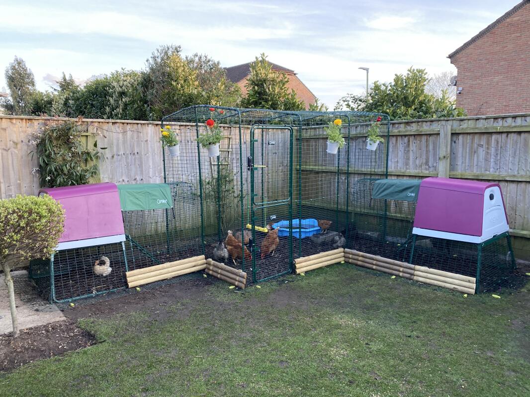 Walk in Chicken Run | Large Outdoor Chicken Enclosure