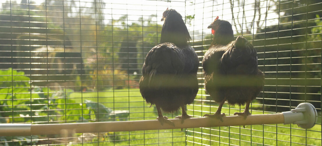 heated chicken perches