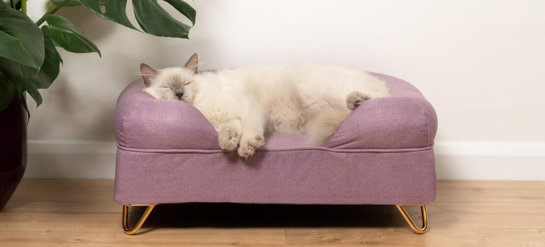 Memory Foam Bolster Cat Beds Australia Omlet