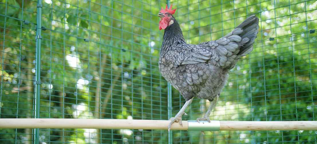 heated chicken perches