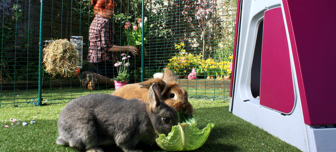 heavy duty rabbit hutch