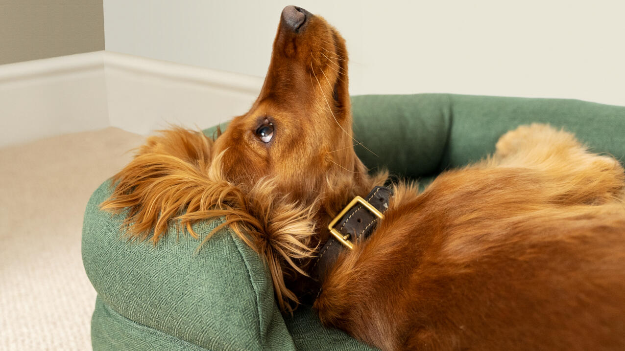 Spaniel relaxing in a sage green coloured bolster dog bed