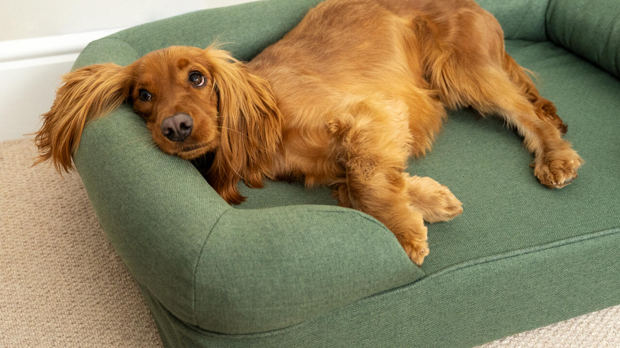 Can you wash 2024 memory foam dog bed