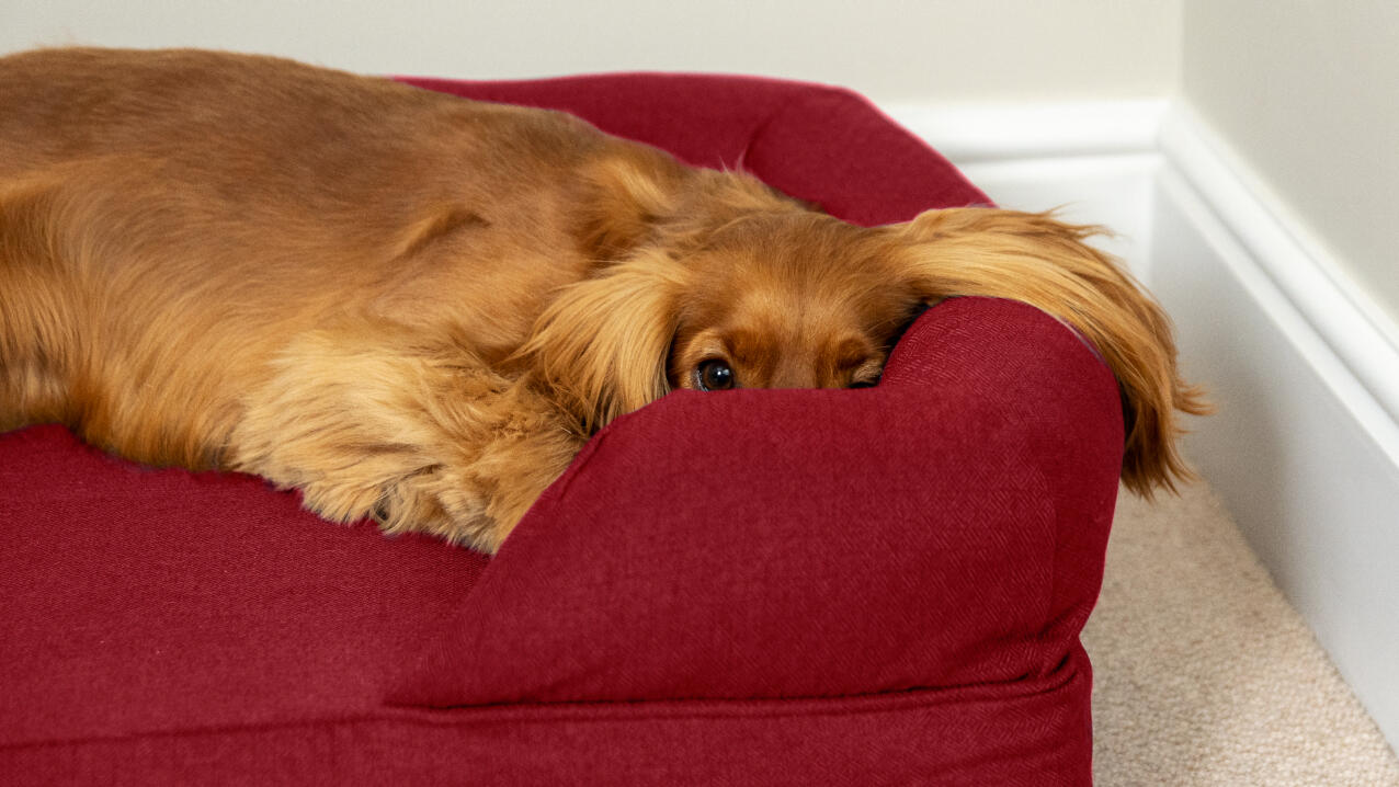 Spaniel peaking out from a merlot coloured bolster dog bed