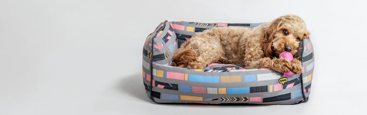 Dog sleeping in the Omlet medium cushion dog bed