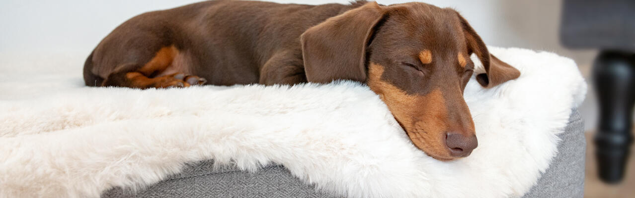 Topology toppers dog bed sale