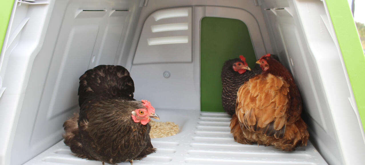 The Eglu Go UP, with comfortable roosting bars and nest box, is suitable for up to 4 medium sized hens.