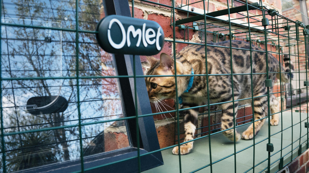 Cat accessing an open window within the secure catio tunnel system