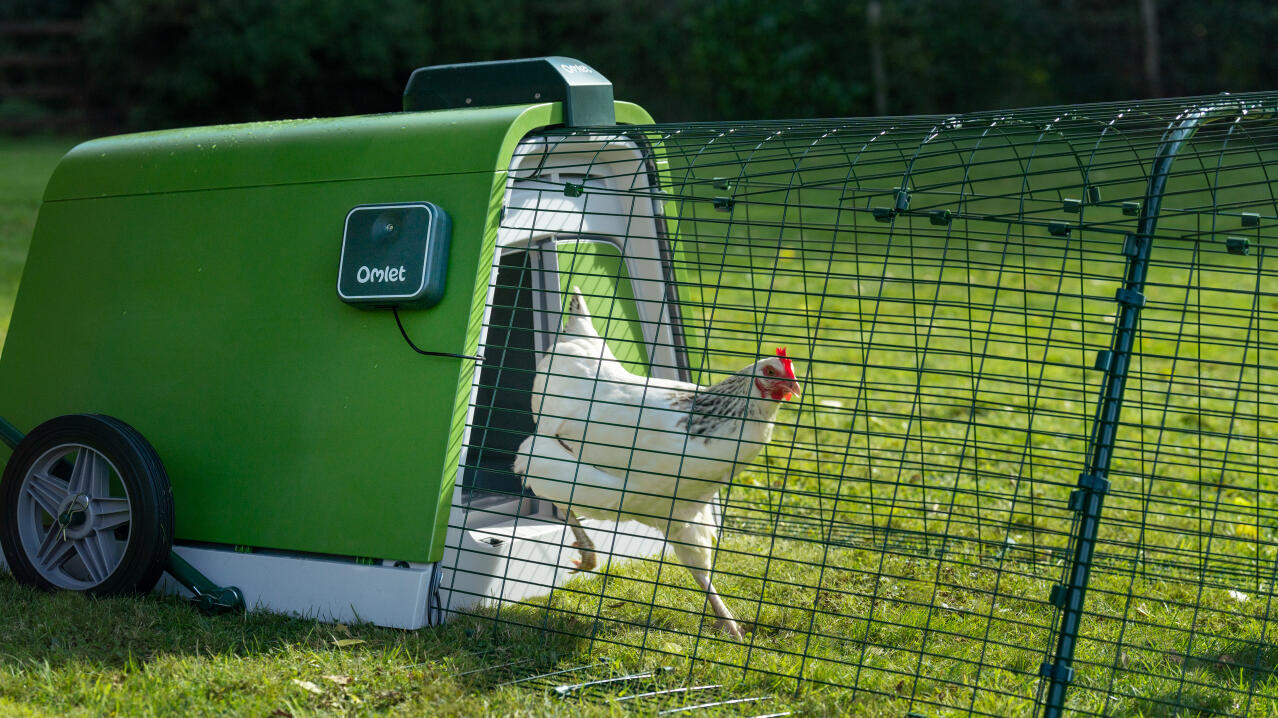 White chicken coming out of the Eglu Go chicken coop using the automatic door opener