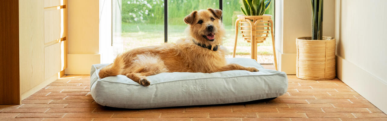 Medium dog resting in the Omlet medium cushion dog bed