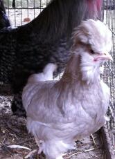 Sultan Chickens | Sultan For Sale | Chicken Breeds