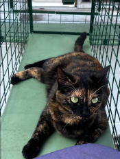 A cat lying in the catio tunnel.