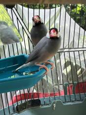 Finches in Geo Cage