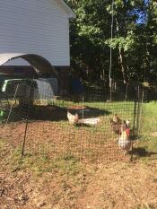 Omlet green Eglu Cube large chicken coop with Omlet chicken fencing