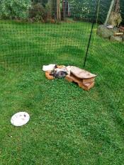 Chickens sat down resting in a netting run