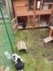 Omlet Outdoor Rabbit Run | Omlet