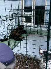 A cat lying in the catio tunnel looking at a dog.