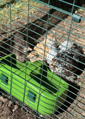 Our four pekin bantams enjoying a drink!