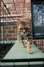 Quick access to the catio via new tunnels! 