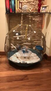 Geo Bird Cage for Budgies