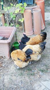 My chickens like this drinker !