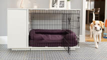 Beagle walking past a Fido Studio dog crate with plum coloured bolster bed inside