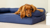 Spaniel looking out from a midnight blue bolster dog bed