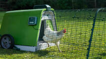 White chicken coming out of the Eglu Go chicken coop using the automatic door opener