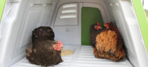 The Eglu Go UP, with comfortable roosting bars and nest box, is suitable for up to 4 medium sized hens.