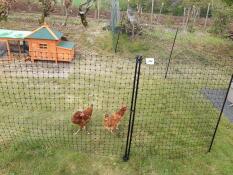 Omlet chicken fencing in garden