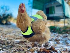 Nuggets in yellow waistcoats 