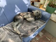 A dog enjoying how soft his blanket is