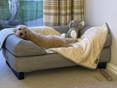 A dog resting on his grey bed and blanket