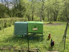 Marion's chicken farm