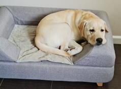 Sammy the happy lab resting in his new Topology bed.