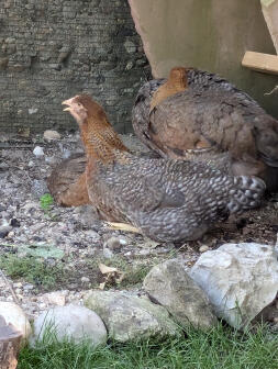 My bielefeld chickens 