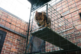 Exploring the new catio! 