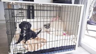 A dog laying down inside his white wooden crate