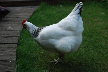 Chicken in garden