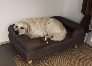 Golden retriever 40 kg . he loves his new basket . 🧺 perfect 