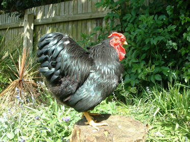 Chicken posing on tree stump in garden