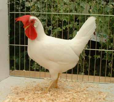 Chicken posing