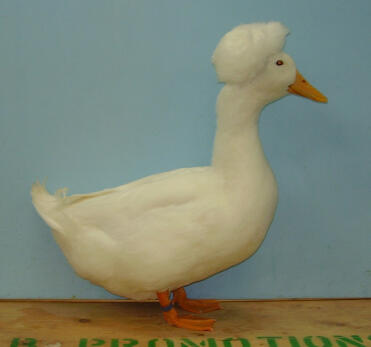 Crested duck