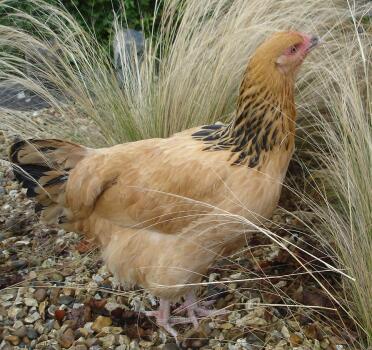 Buff sussex pullet in the garden