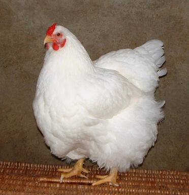 Chicken posing for camera