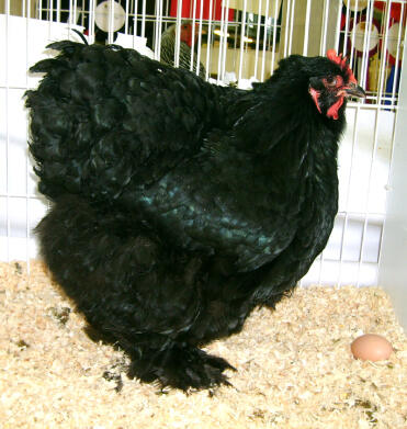 Cochin chicken