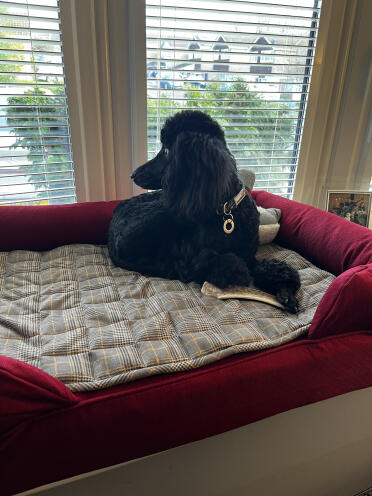 Now stevie can watch the street in style!  he loves his new bolster bed