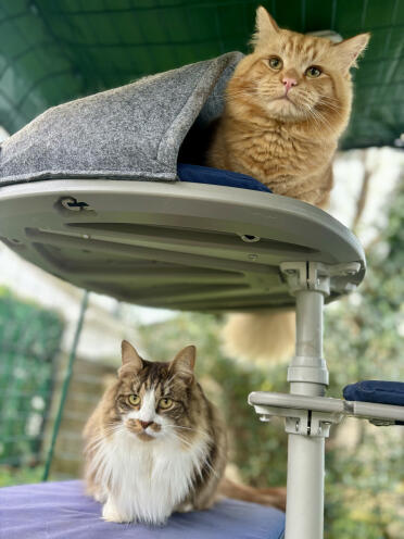 Fun in our outdoor cat tree